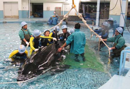 名古屋港水族馆入馆仅有半年的虎鲸病死