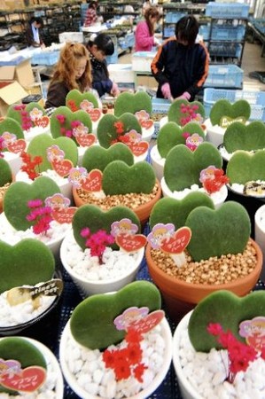 日本推出心形观赏植物 可作为情人节的好礼物