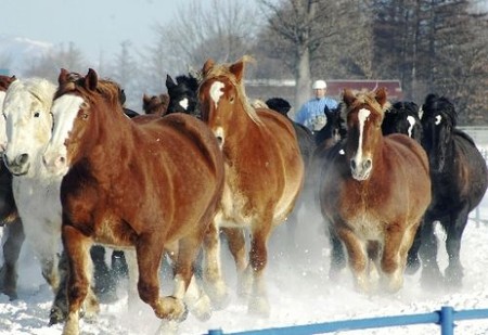北海道牧场让马匹增加运动 避免疾病和难产
