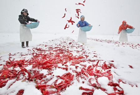 新潟县农户在雪地上撒辣椒 制作特色香辛料