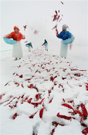 新潟县农户在雪地上撒辣椒 制作特色香辛料
