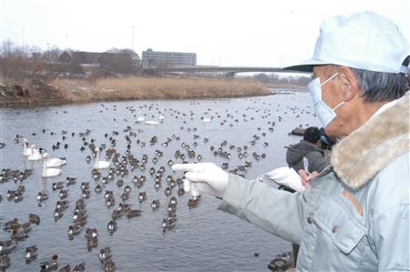 受野鸟感染禽流感影响 福岛县强化监视力度
