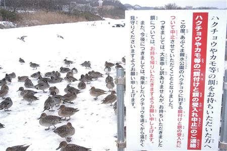 受野鸟感染禽流感影响 福岛县强化监视力度