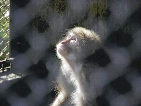 静冈县伤人被捕的猴子成功“越狱”