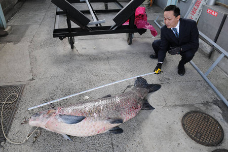 岐阜县赛艇场发现重50公斤的青鱼尸体