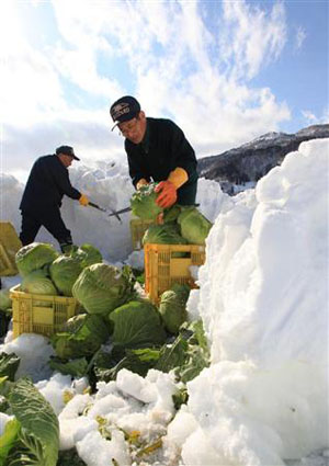 长野县收获特产“雪中卷心菜”