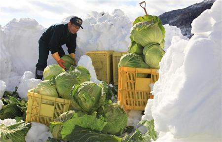 长野县收获特产“雪中卷心菜”