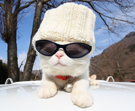 拉风的墨镜(图3)头顶南瓜(图4)头顶饮料,瞧那委屈的表情(图5)惬意的