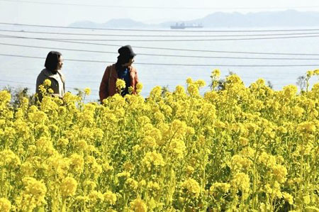 广岛县10万株油菜花盛开 景致美丽