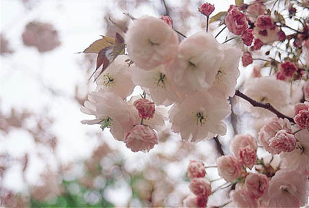2011年日本樱花花期比往年略有提前