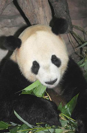 上野动物园将迎来中国大熊猫宝贝