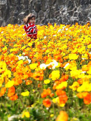 千叶县“馆山家庭公园”的虞美人花田
