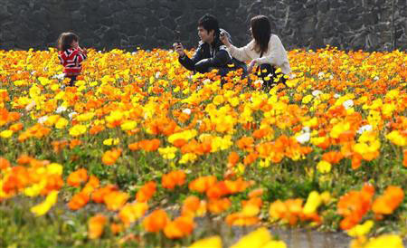 千叶县“馆山家庭公园”的虞美人花田