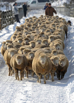北海道羊群散步避免难产