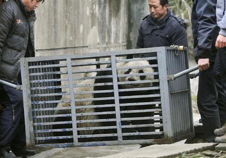赴日大熊猫从四川出发