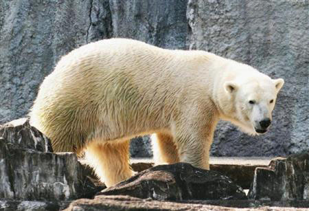 大阪天王寺动物园：北极熊迎来新娘