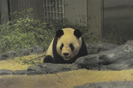 两只赴日大熊猫抵达上野动物园 状况良好