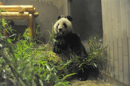 两只赴日大熊猫抵达上野动物园 状况良好