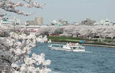 樱花特辑：史上最全的日本赏樱花地图（上）