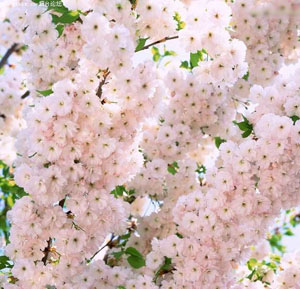 赏樱花、穿雪墙成了到日本旅游的新亮点