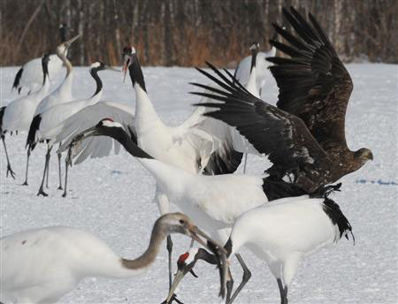 北海道国际动物保护中心丹顶鹤尾白鹫为争夺食物上演格斗