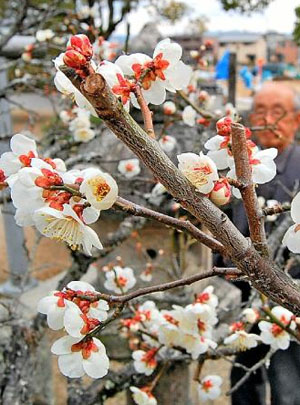 三田天满神社飞梅盛开 枝头“独领风骚”