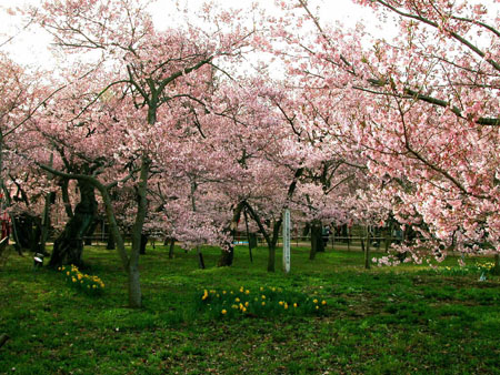 倾尽全部美丽 日本赏樱文化的起源