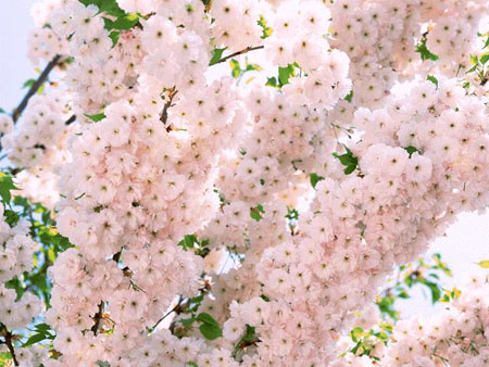 倾尽全部美丽 日本赏樱文化的起源