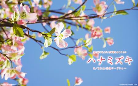新垣结衣影片 花水木 Dvd正式发行 日本通