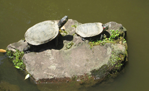 日本的西洋式庭园——旧古河庭园