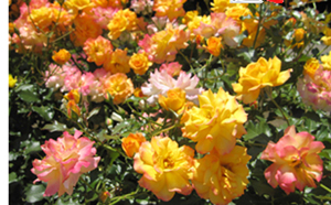 日本的西洋式庭园——旧古河庭园