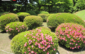 日本的西洋式庭园——旧古河庭园
