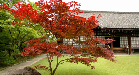 劝修寺 池泉回游式庭园