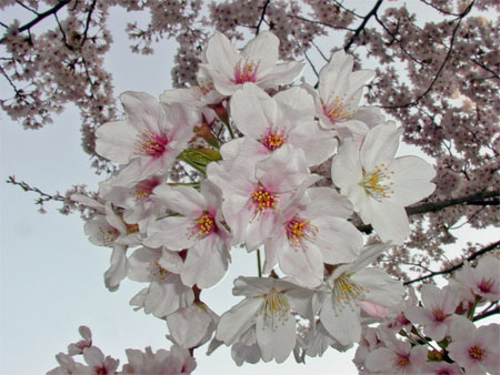 东京樱花在灾难阴霾中绽放