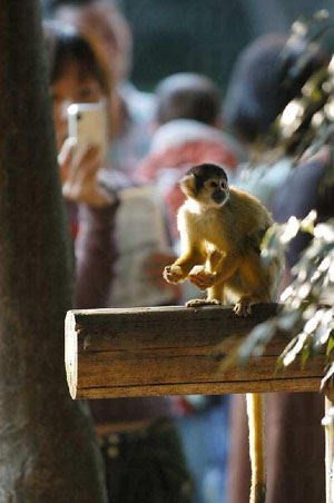 猴子的世界 Japan Monkey Centre