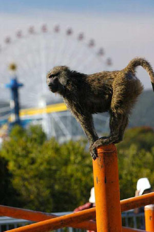 猴子的世界 Japan Monkey Centre