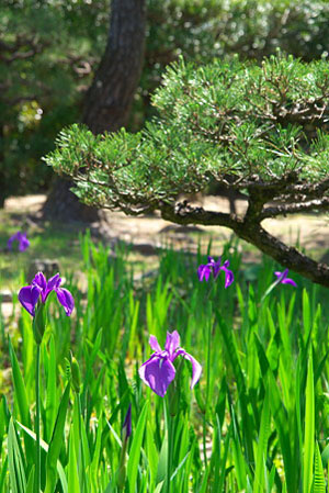 中日合璧的庭院 养翠园