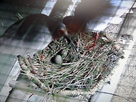 岛根县出云市的朱鹮夫妇产卵 最快四月就能孵出小朱鹮