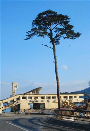 东日本大地震 高田松原只剩一棵松树