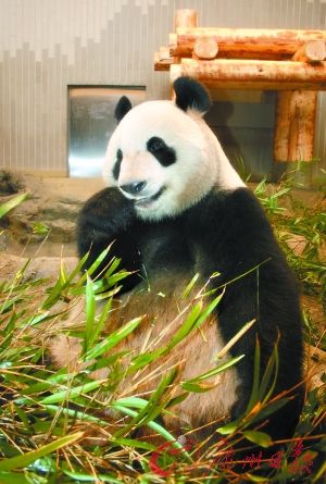 旅日大熊猫将推迟与公众见面时间