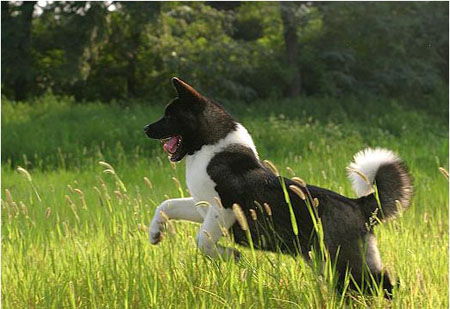 解读日本名犬   秋田犬