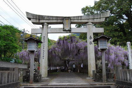 紫藤花园 藤山神社