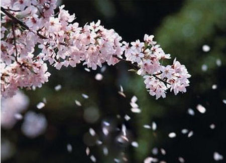 樱花节中哭泣的樱花  来年一定要开的更美丽