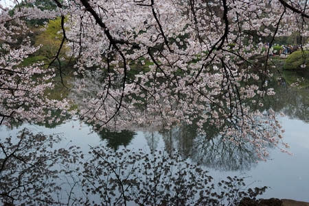 新宿御苑 日本皇家御花园的樱花