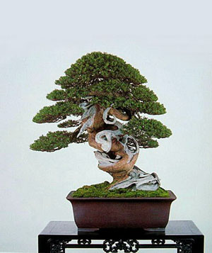 日本独特园艺 盆栽文化