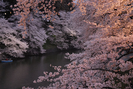 东京都赏樱胜地 千鸟之渊