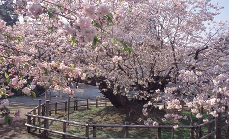 日本最有名的赏樱花地松前公园