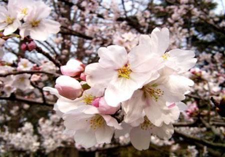 受地震影响 日本各大公园取消樱花祭