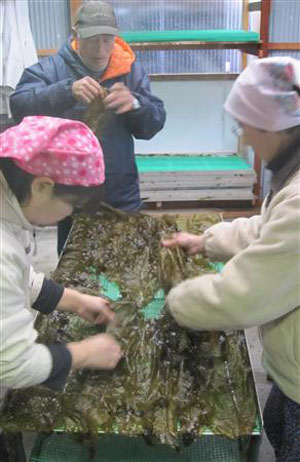 岛根县进入板海藻的制作高峰期
