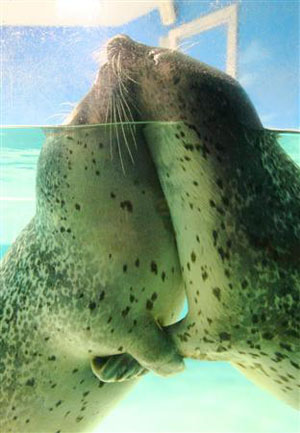 下田海中水族馆展示两头会拥抱接吻的斑海豹